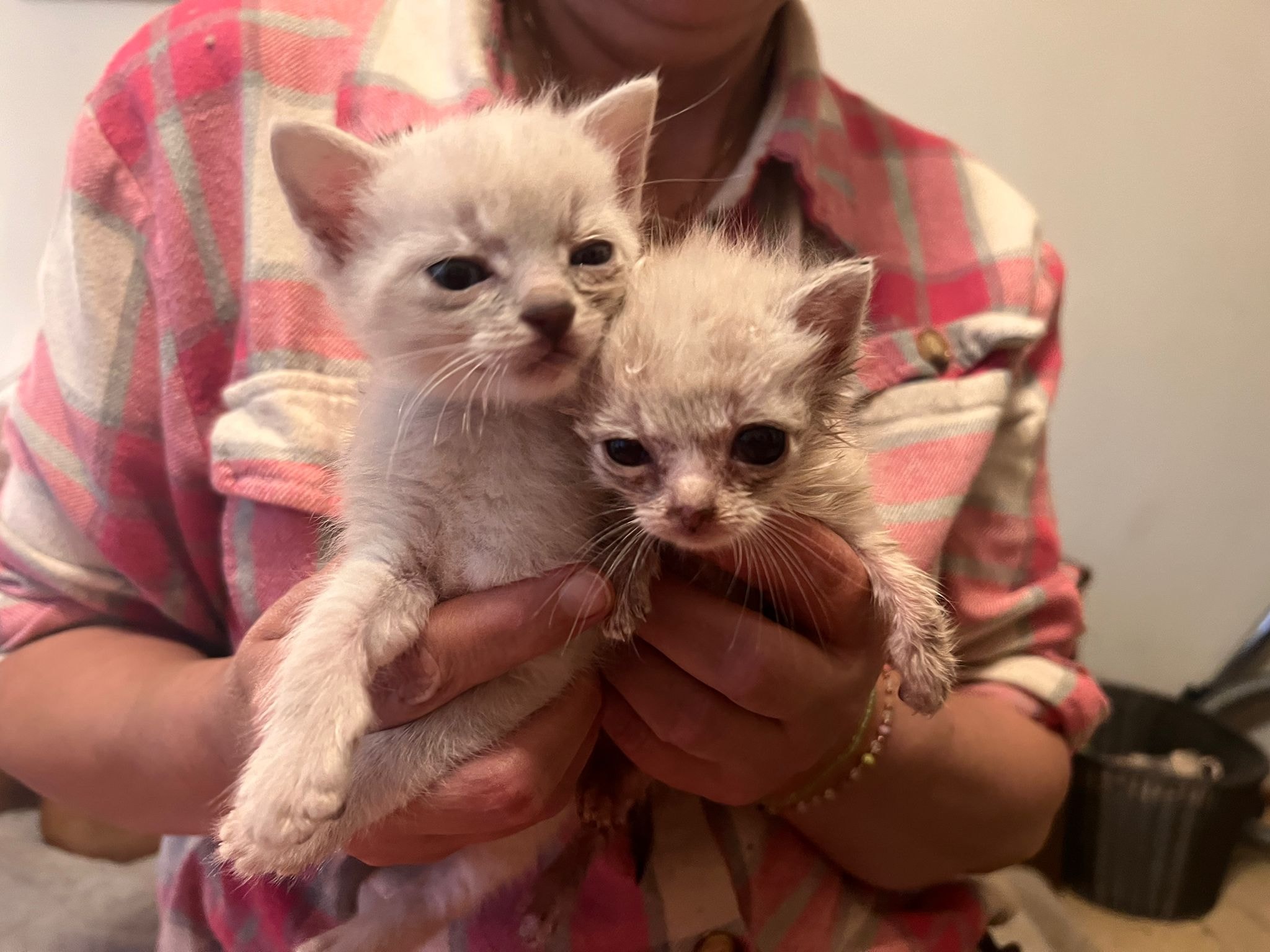 Śmietanka i Maślanka